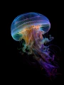 Meduza_01.png