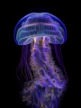 Meduza_06.png