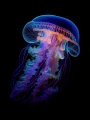 Meduza_08.png