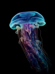 Meduza 13 - Podświetlany obraz led Lightvibes