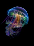 Meduza 14 - Podświetlany obraz led Lightvibes