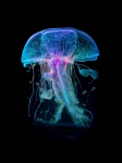 Meduza 15 - Podświetlany obraz led Lightvibes