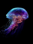 Meduza 30 - Podświetlany obraz led Lightvibes