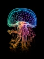 Meduza_26.png