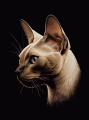 kot_Furia.webp