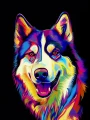 Siberian_husky_37.jpg