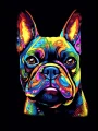 Buldog_francuski_33.jpg