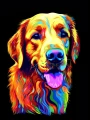 Golden_retriever_38.jpg