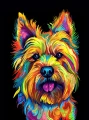 norwich_terrier_19.jpg