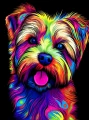 norfolk_terrier_18.jpg