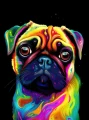 mops_16.jpg