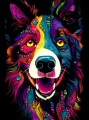 border_collie_06.jpg