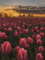 07_3x4_kwiaty_tulipany_laka.jpg