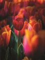 06_3x4_kwiaty_tulipany.jpg