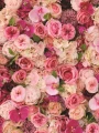 04_3x4_kwiaty_roze.jpg