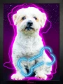 ramki_kosc_czarna_neon_roz.gif
